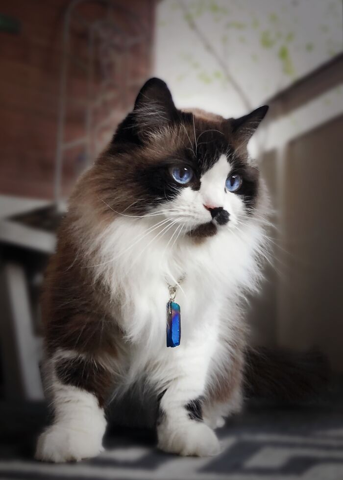 Hey Pandas, Post A Picture Of Your Cat For International Cat Day