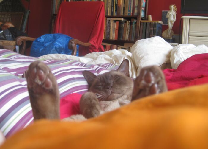 Hey Pandas, Post A Picture Of Your Cat For International Cat Day