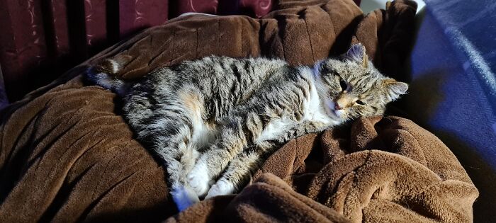 Hey Pandas, Post A Picture Of Your Cat For International Cat Day