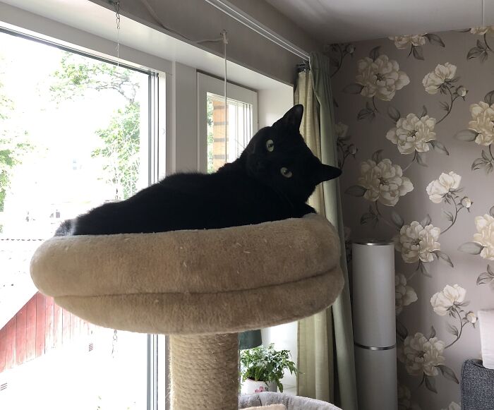 Hey Pandas, Post A Picture Of Your Cat For International Cat Day