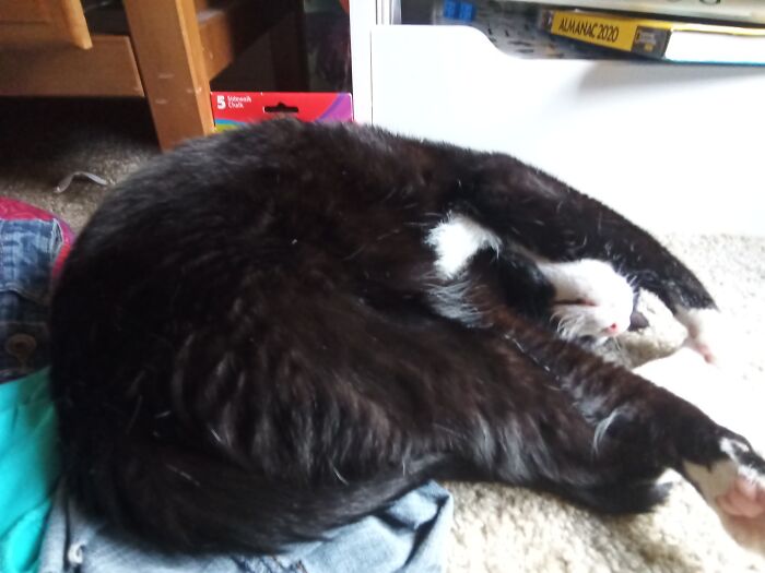 Hey Pandas, Post A Picture Of Your Cat For International Cat Day Hey Pandas, Post A Picture Of Your Cat For International Cat Day