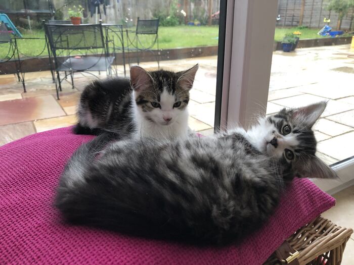 Hey Pandas, Post A Picture Of Your Cat For International Cat Day