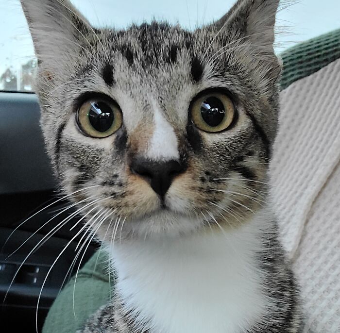 Hey Pandas, Post A Picture Of Your Cat For International Cat Day