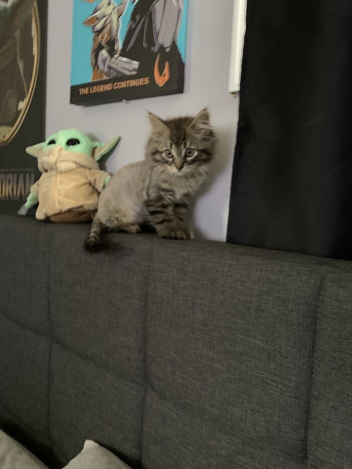 Hey Pandas, Post A Picture Of Your Cat For International Cat Day Hey Pandas, Post A Picture Of Your Cat For International Cat Day