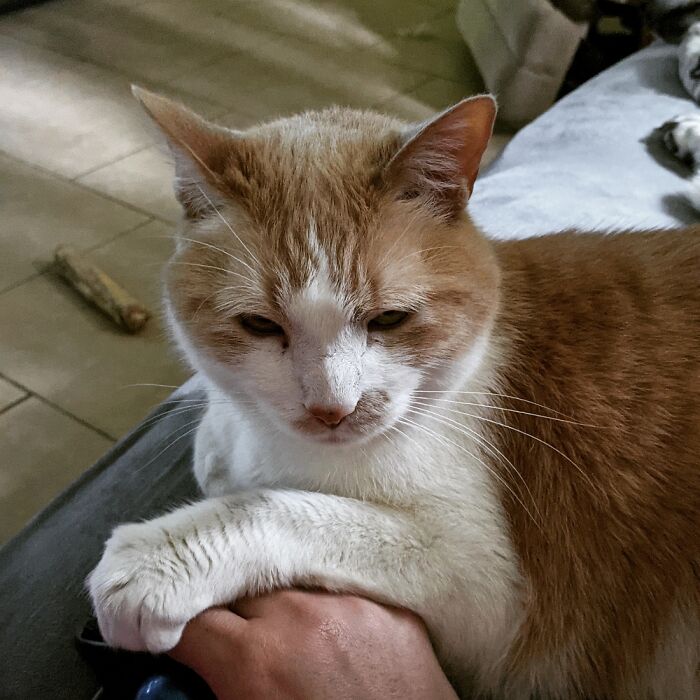 Hey Pandas, Post A Picture Of Your Cat For International Cat Day