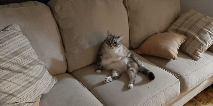 Hey Pandas, Post A Picture Of Your Cat For International Cat Day Hey Pandas, Post A Picture Of Your Cat For International Cat Day