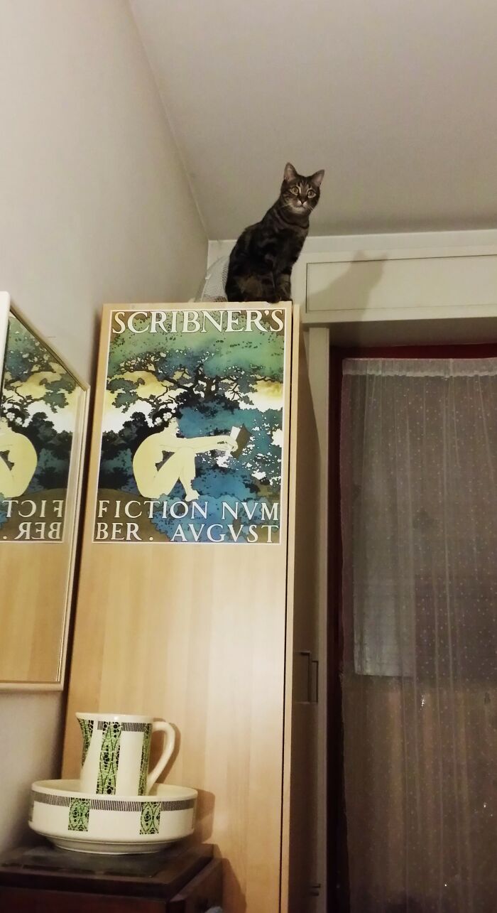 Hey Pandas, Post A Picture Of Your Cat For International Cat Day