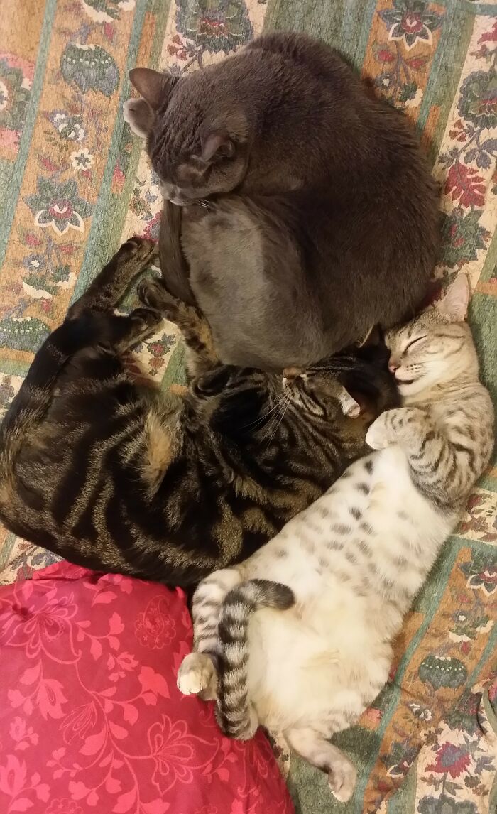 Hey Pandas, Post A Picture Of Your Cat For International Cat Day