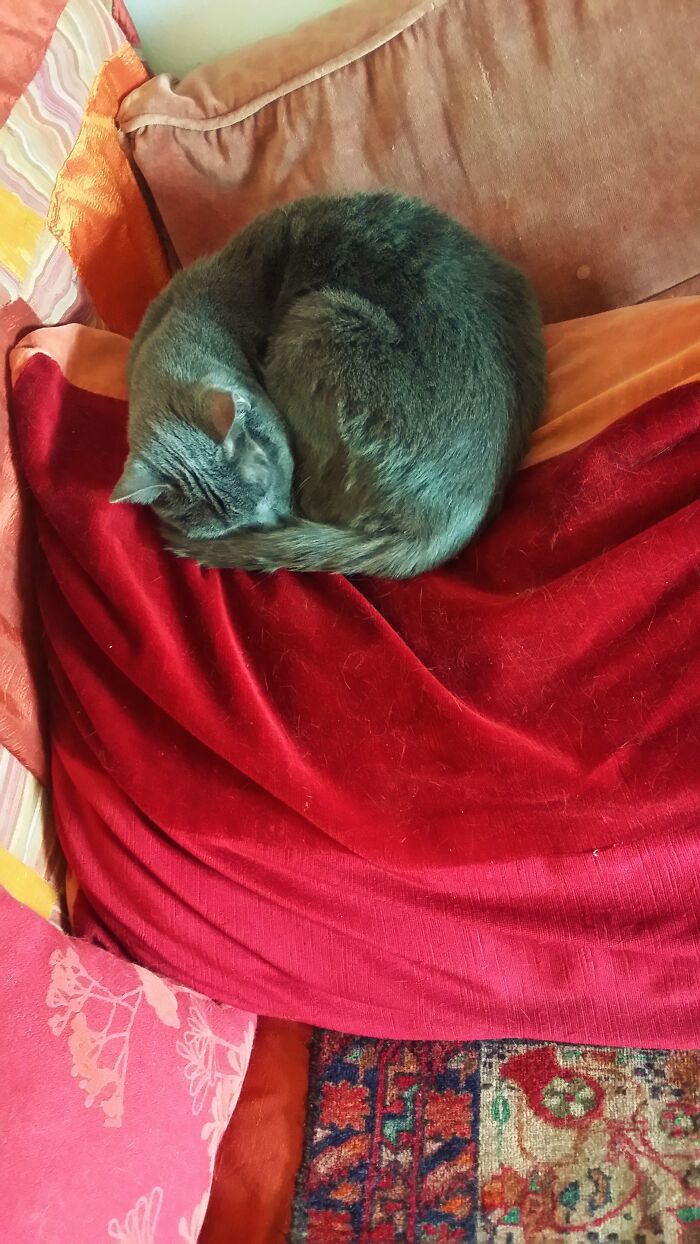 Hey Pandas, Post A Picture Of Your Cat For International Cat Day