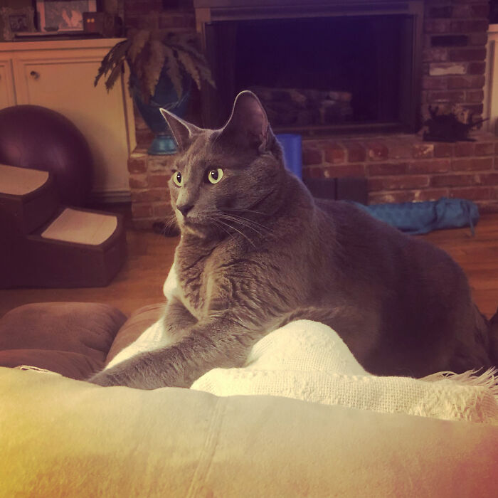 Hey Pandas, Post A Picture Of Your Cat For International Cat Day