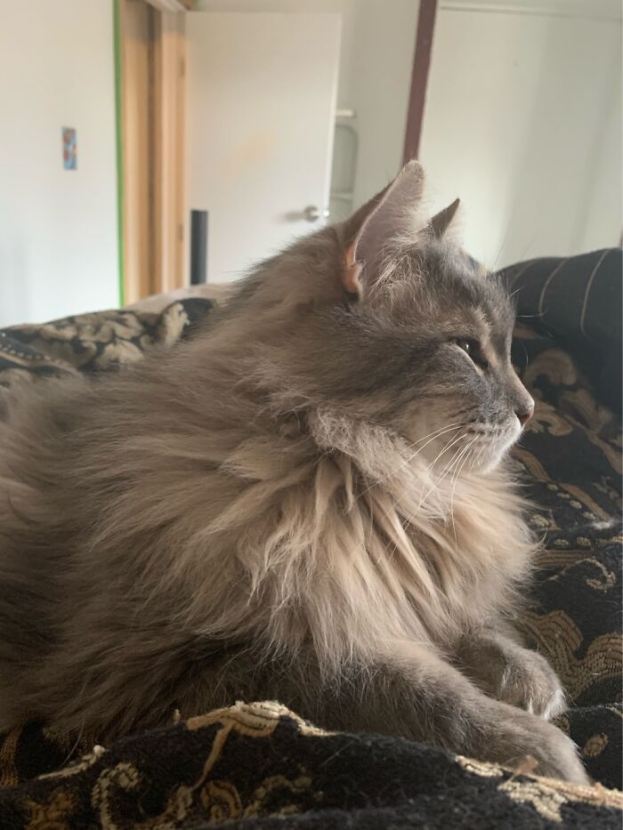 Hey Pandas, Post A Picture Of Your Cat For International Cat Day Hey Pandas, Post A Picture Of Your Cat For International Cat Day