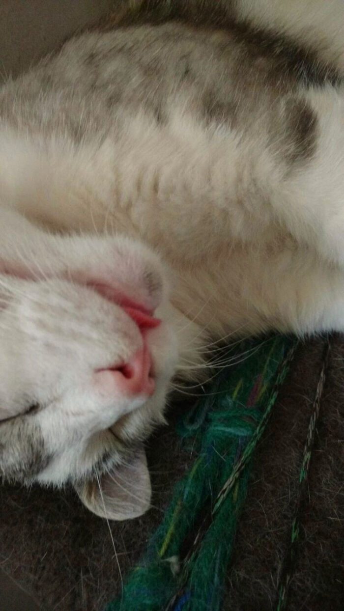 Hey Pandas, Post A Picture Of Your Cat For International Cat Day Hey Pandas, Post A Picture Of Your Cat For International Cat Day