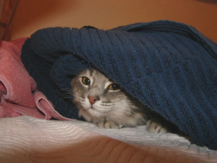 Hey Pandas, Post A Picture Of Your Cat For International Cat Day