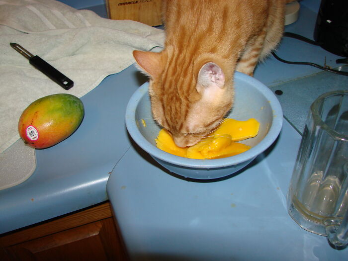 Hey Pandas, Post A Picture Of Your Cat For International Cat Day