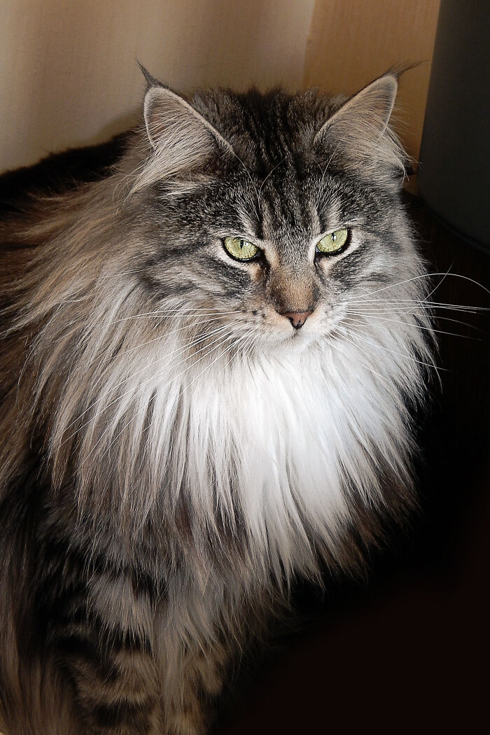 Hey Pandas, Post A Picture Of Your Cat For International Cat Day Hey Pandas, Post A Picture Of Your Cat For International Cat Day