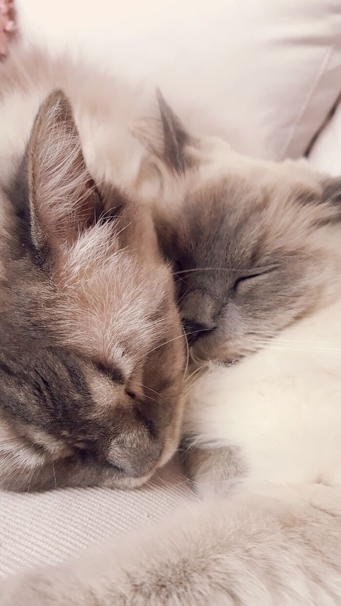 Hey Pandas, Post A Picture Of Your Cat For International Cat Day