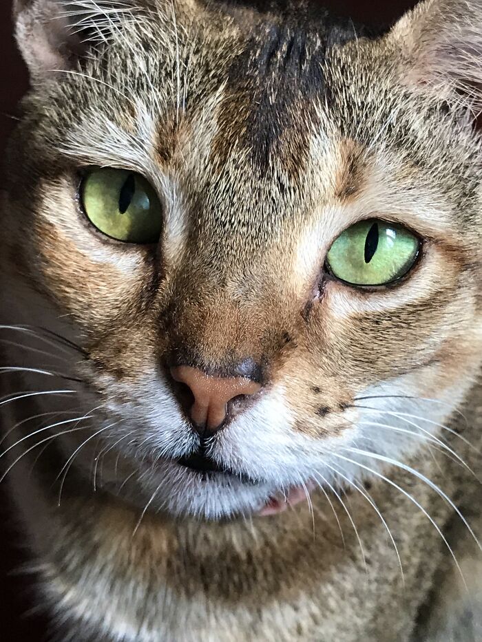 Hey Pandas, Post A Picture Of Your Cat For International Cat Day