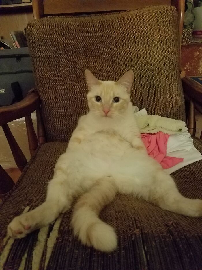 Hey Pandas, Post A Picture Of Your Cat For International Cat Day