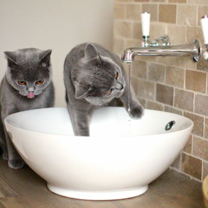 Hey Pandas, Post A Picture Of Your Cat For International Cat Day Hey Pandas, Post A Picture Of Your Cat For International Cat Day