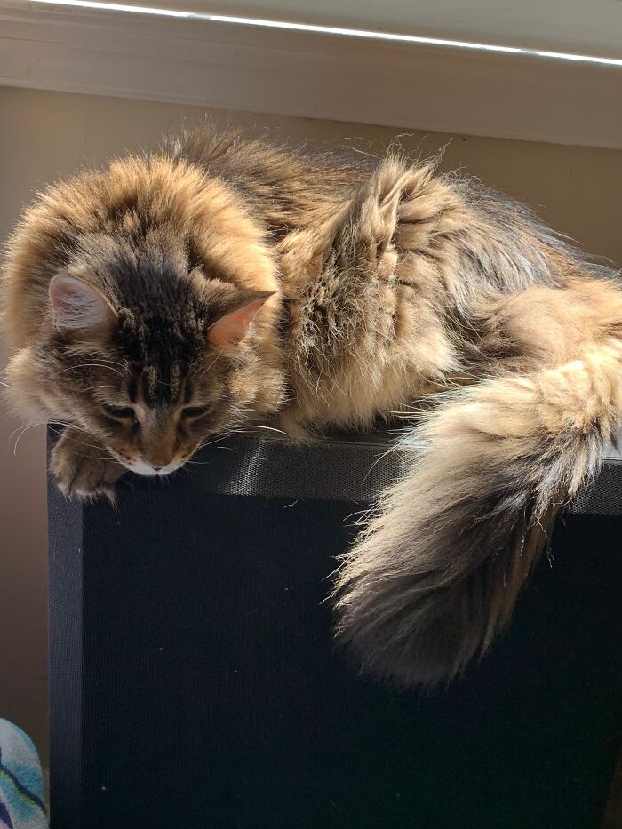 Hey Pandas, Post A Picture Of Your Cat For International Cat Day