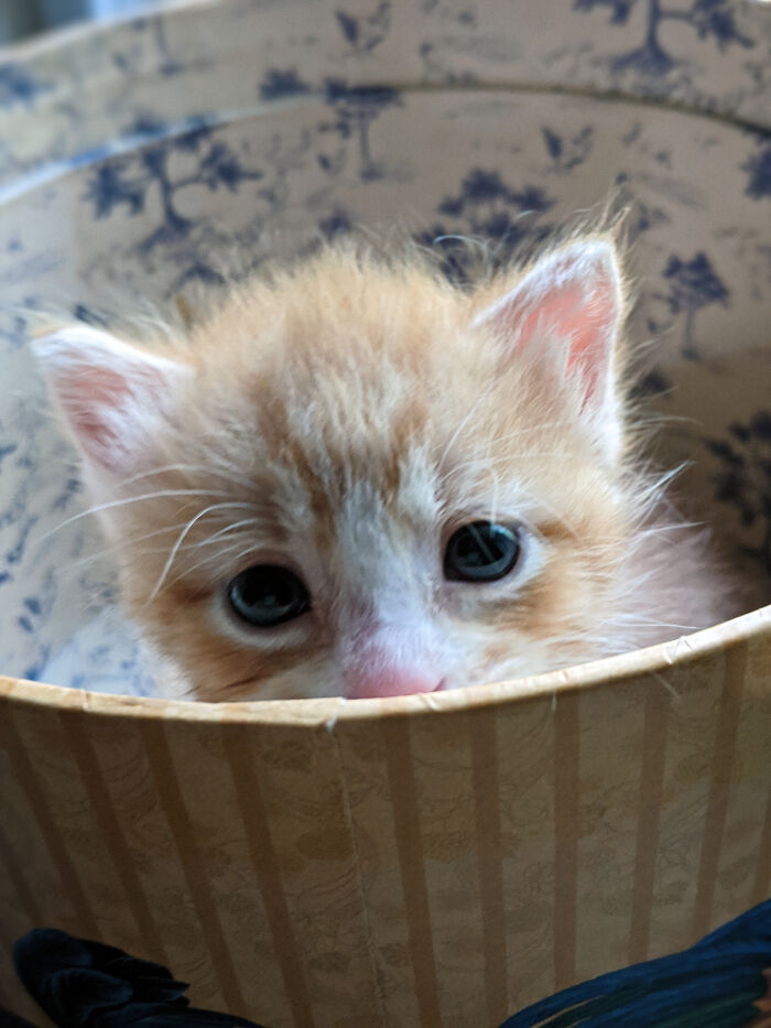 Hey Pandas, Post A Picture Of Your Cat For International Cat Day