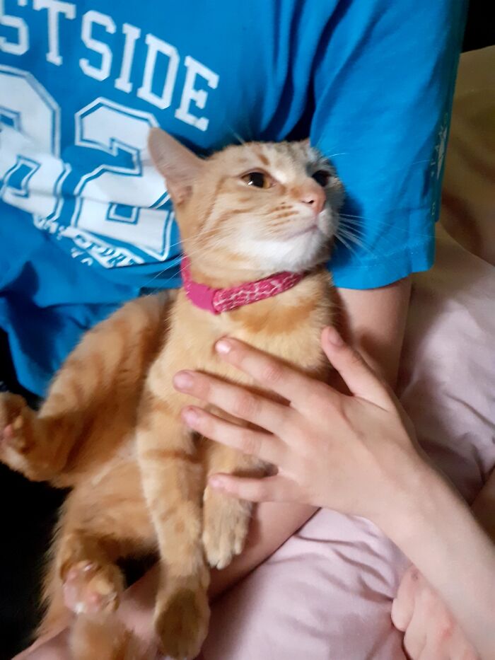 Hey Pandas, Post A Picture Of Your Cat For International Cat Day Hey Pandas, Post A Picture Of Your Cat For International Cat Day