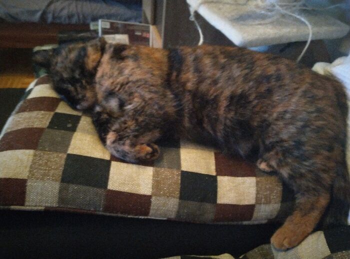 Hey Pandas, Post A Picture Of Your Cat For International Cat Day