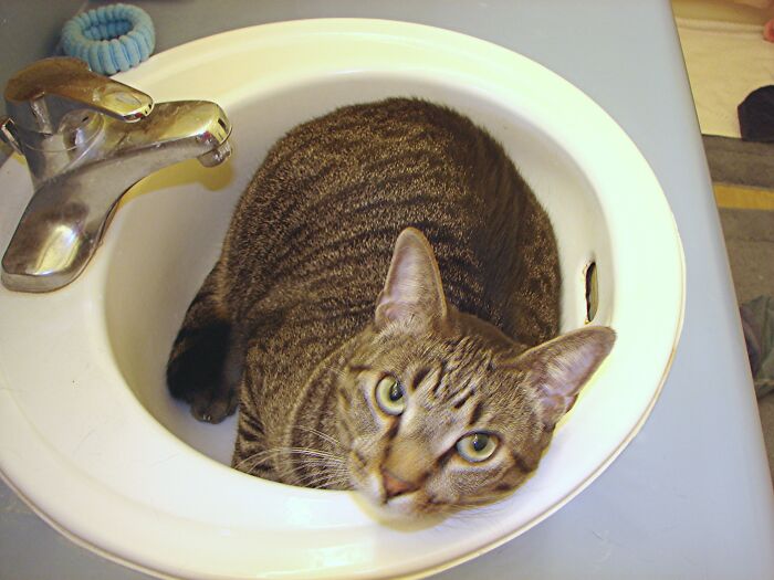 Hey Pandas, Post A Picture Of Your Cat For International Cat Day