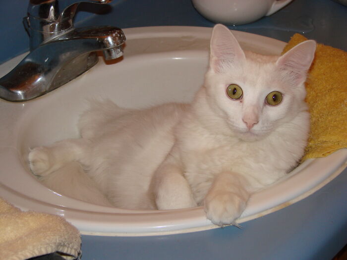 Hey Pandas, Post A Picture Of Your Cat For International Cat Day Hey Pandas, Post A Picture Of Your Cat For International Cat Day