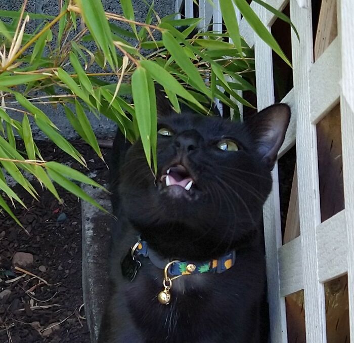 Hey Pandas, Post A Picture Of Your Cat For International Cat Day