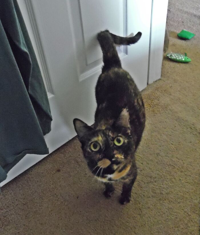 Hey Pandas, Post A Picture Of Your Cat For International Cat Day