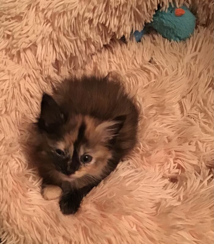 Hey Pandas, Post A Picture Of Your Cat For International Cat Day Hey Pandas, Post A Picture Of Your Cat For International Cat Day