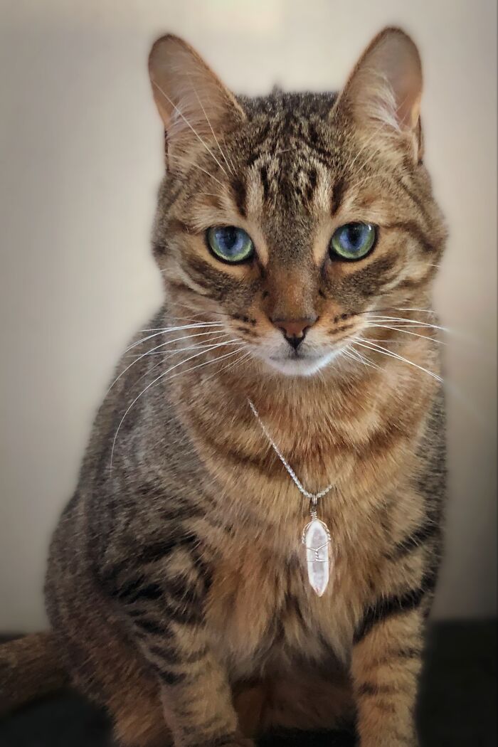 Hey Pandas, Post A Picture Of Your Cat For International Cat Day