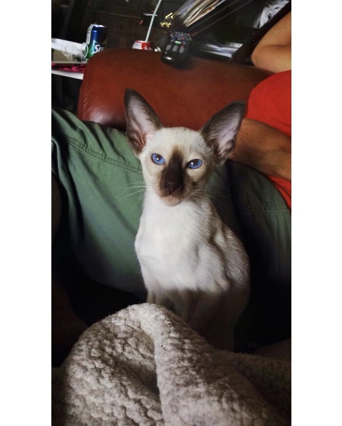 Hey Pandas, Post A Picture Of Your Cat For International Cat Day