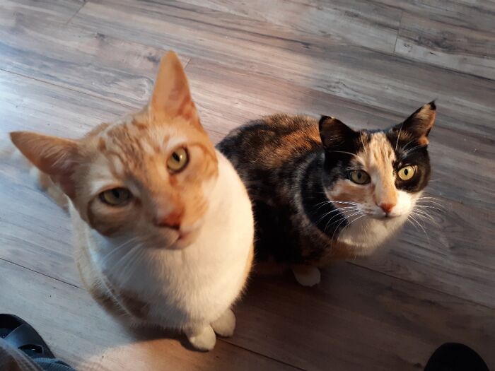 Hey Pandas, Post A Picture Of Your Cat For International Cat Day