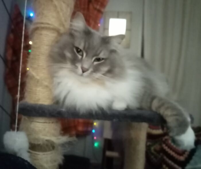 Hey Pandas, Post A Picture Of Your Cat For International Cat Day