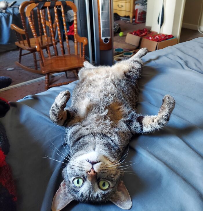 Hey Pandas, Post A Picture Of Your Cat For International Cat Day