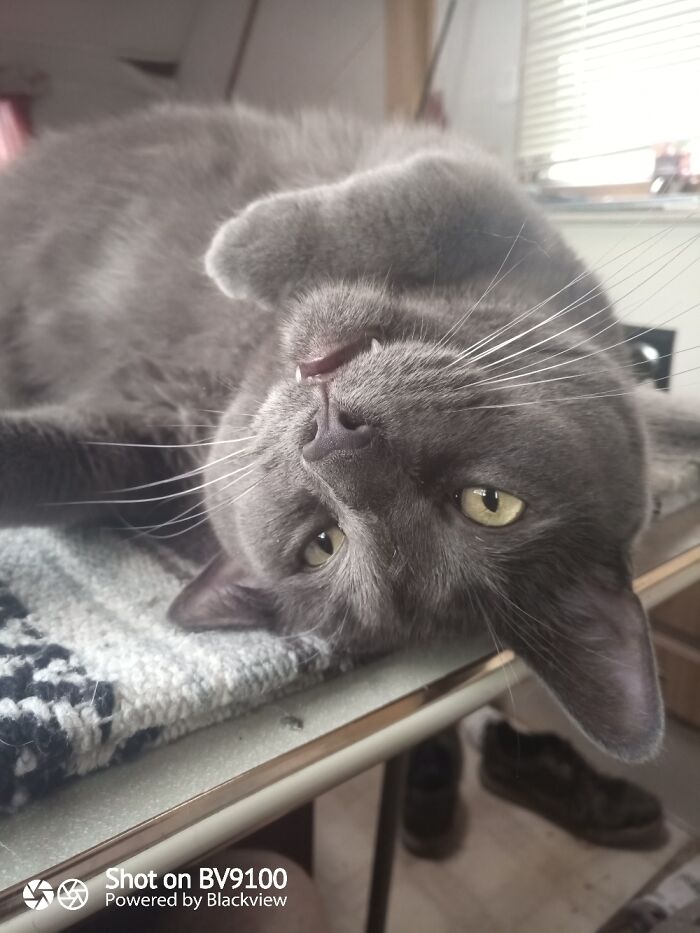 Hey Pandas, Post A Picture Of Your Cat For International Cat Day