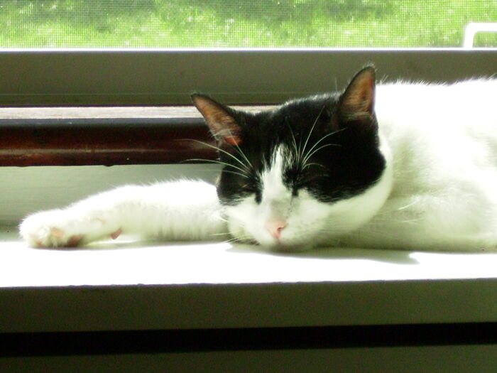 Hey Pandas, Post A Picture Of Your Cat For International Cat Day Hey Pandas, Post A Picture Of Your Cat For International Cat Day