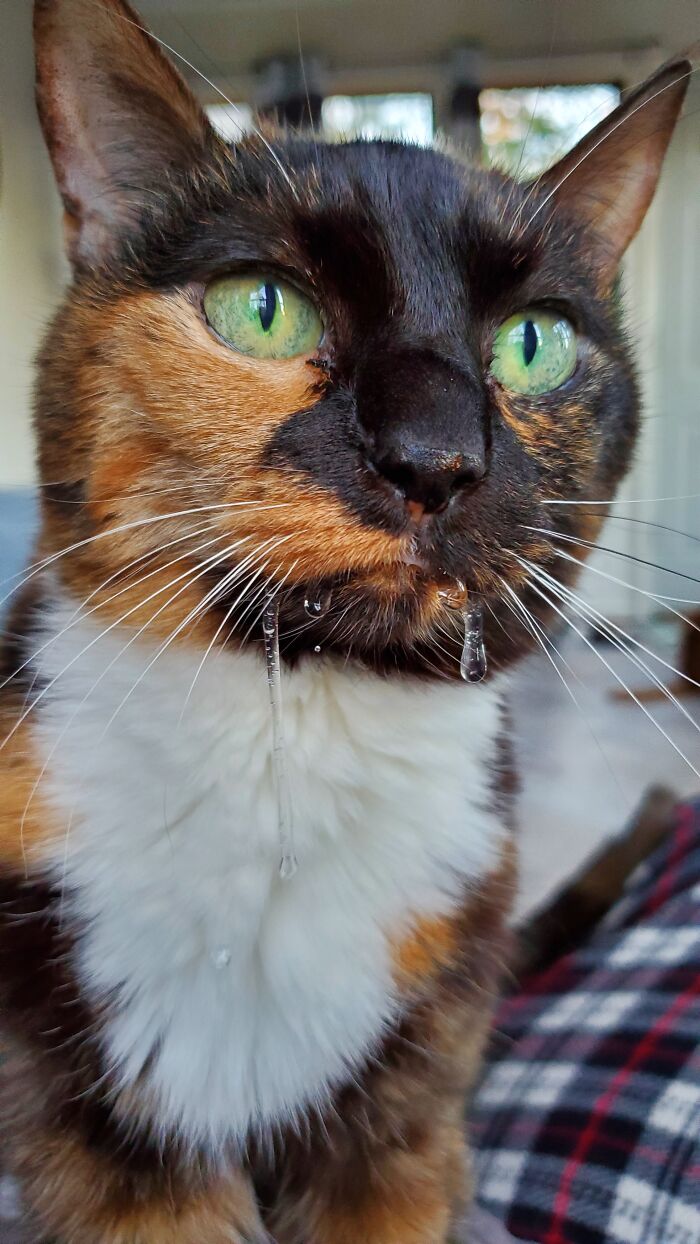 Hey Pandas, Post A Picture Of Your Cat For International Cat Day