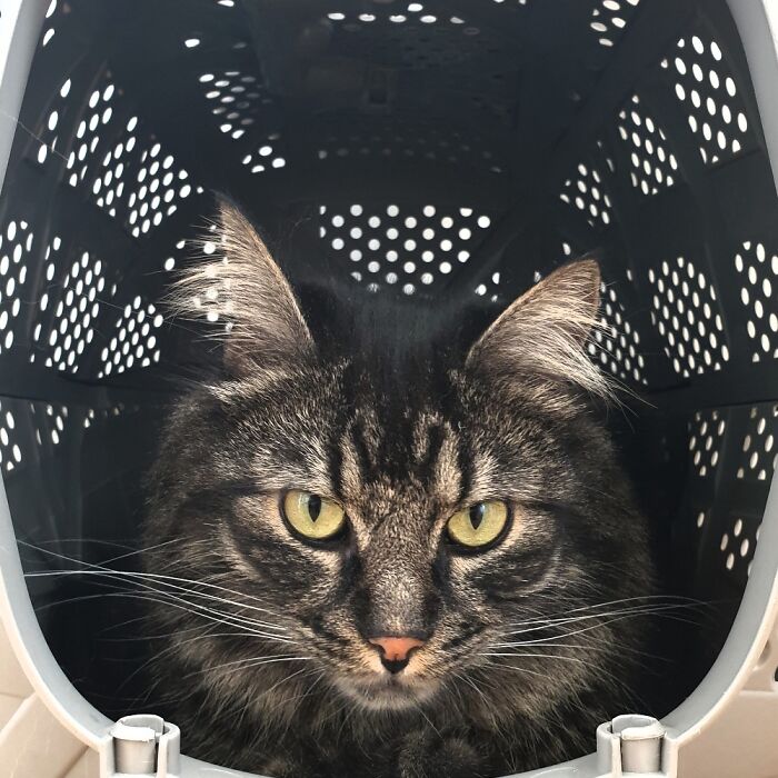 Hey Pandas, Post A Picture Of Your Cat For International Cat Day Hey Pandas, Post A Picture Of Your Cat For International Cat Day