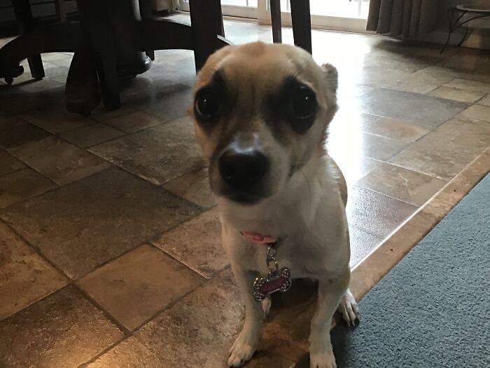 Hey Pandas, Post A Picture Of Your Cat For International Cat Day