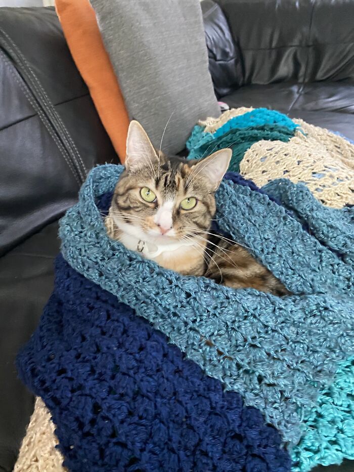 Hey Pandas, Post A Picture Of Your Cat For International Cat Day