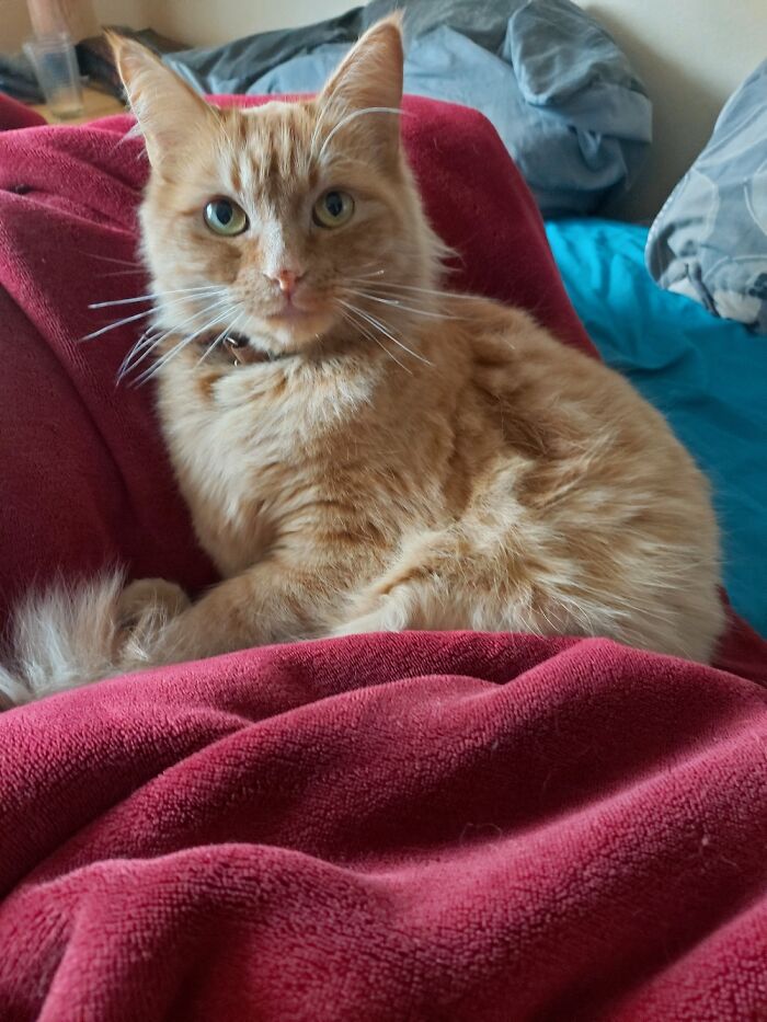 Hey Pandas, Post A Picture Of Your Cat For International Cat Day