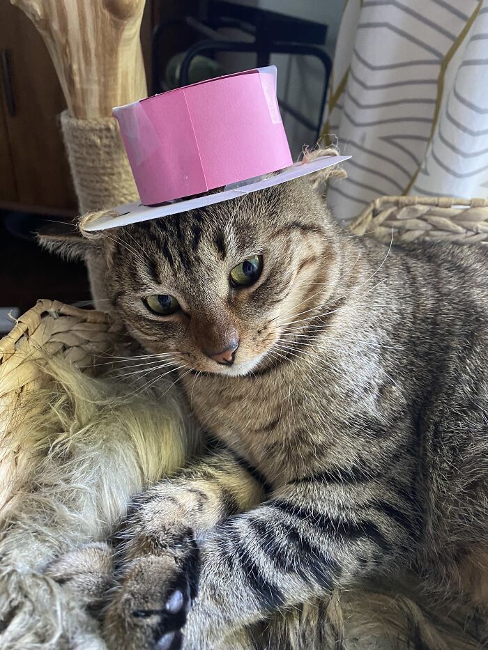 Hey Pandas, Post A Picture Of Your Cat For International Cat Day Hey Pandas, Post A Picture Of Your Cat For International Cat Day