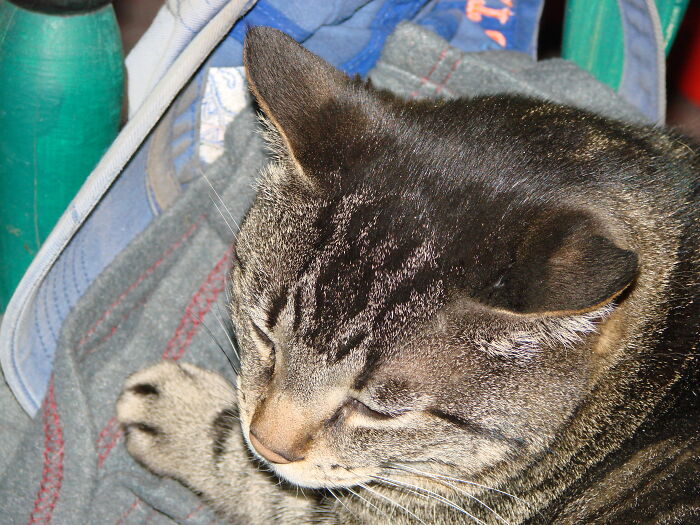 Hey Pandas, Post A Picture Of Your Cat For International Cat Day Hey Pandas, Post A Picture Of Your Cat For International Cat Day