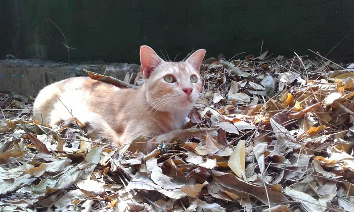 Hey Pandas, Post A Picture Of Your Cat For International Cat Day