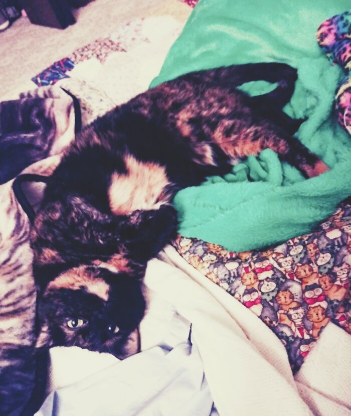 Hey Pandas, Post A Picture Of Your Cat For International Cat Day