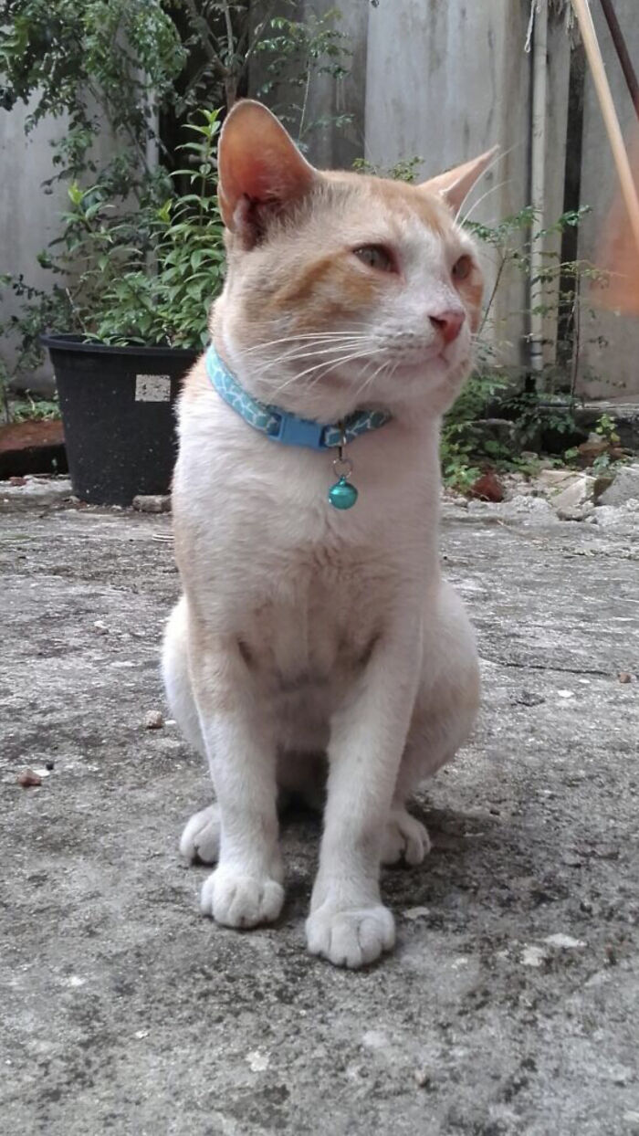 Hey Pandas, Post A Picture Of Your Cat For International Cat Day