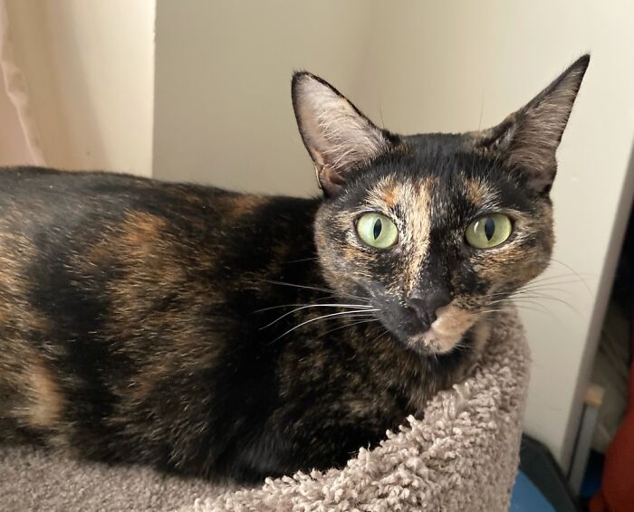 Hey Pandas, Post A Picture Of Your Cat For International Cat Day Hey Pandas, Post A Picture Of Your Cat For International Cat Day